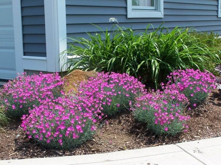 plantera nejlikor i trädgården buesche-idé-rabatt-rosa