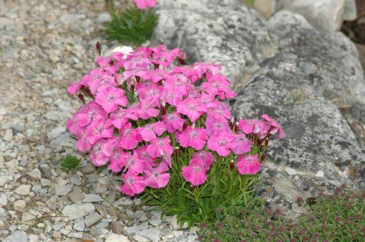 nejlikor i trädgårdsväxten dianthus alpinus-sten trädgårdsmark