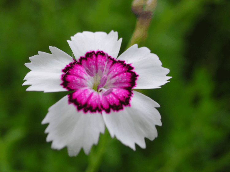 nejlikor-trädgård-växter-dianthus-deltoides-original-blomma-ring-mitten-design-utomhus