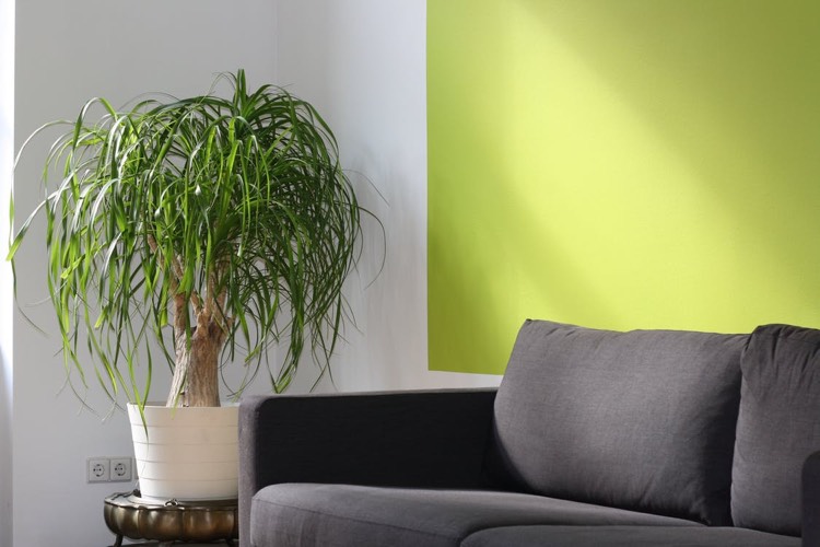 vardagsrum-vägg-färg-grön-vit-krukväxt-grå-soffa