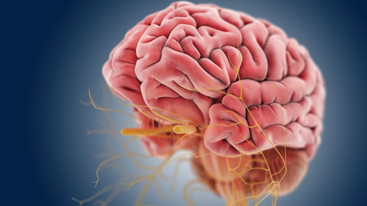 hjärn-ryggmärg-perifer-nerv-system-neuropati vestibularis