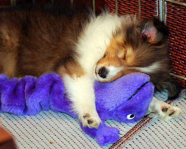 liten hund-collie-plysch-leksak-grejer-sover