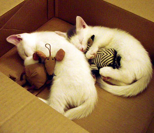 små katter-sömn-kartong-låda
