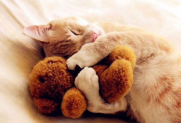 katt-bild-gos-djur-sover-stor-söt
