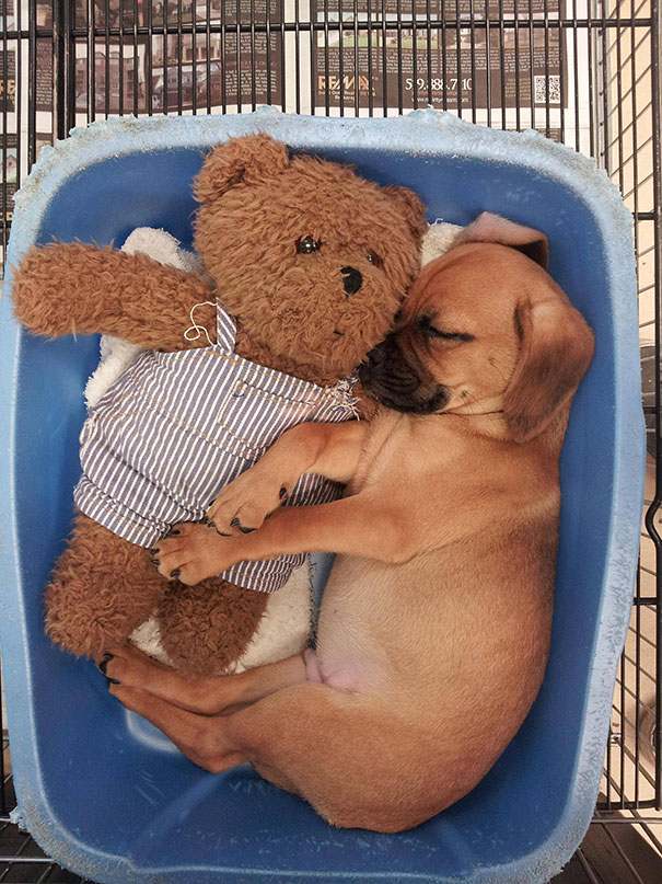 hund-lilla-nalle-björn-sover-söt-bild