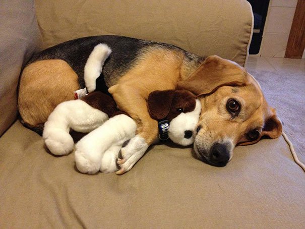 riktiga-hund-kramar-leksak-plysch