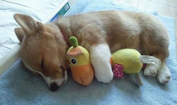 baby-hund-sover-med-gosedjur