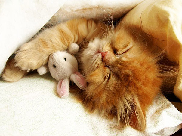liten-katt-sover-plysch-kanin-bild