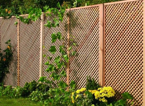 trädgårdsstaket konstruktion gitter staket träklätterväxter murgröna