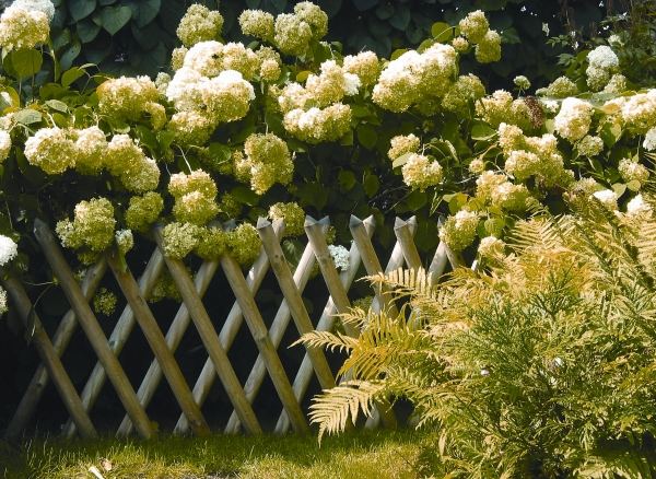grön hortensia trästaket trädgård