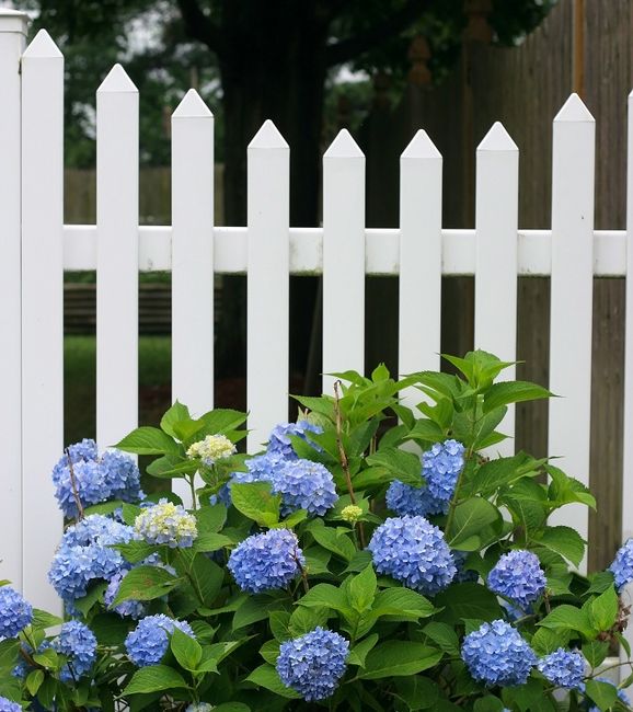 vitt staket staket bygg hortensia