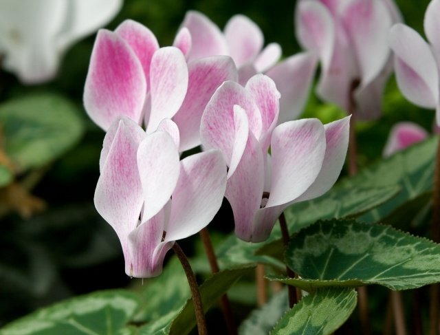 Cyklamen ger blommor romantiskt, uppskattar verkligen idéer