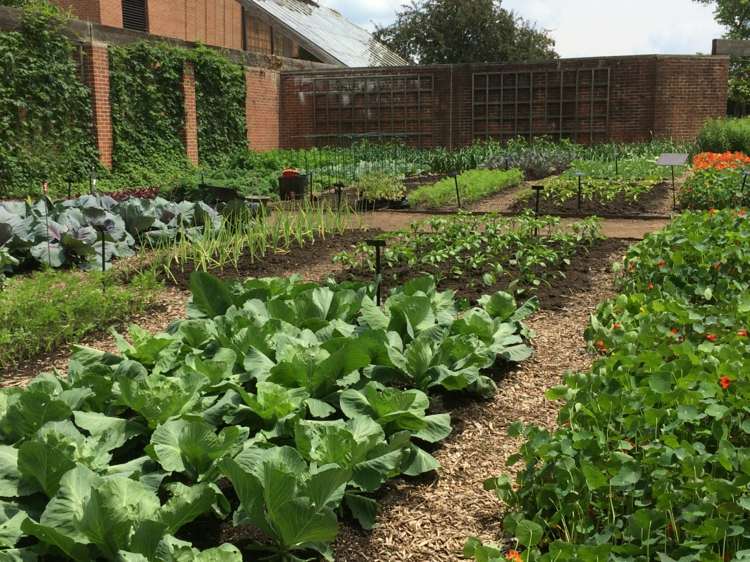 Grönsaksträdgård skapa betor-idé-kål-växt-sätt