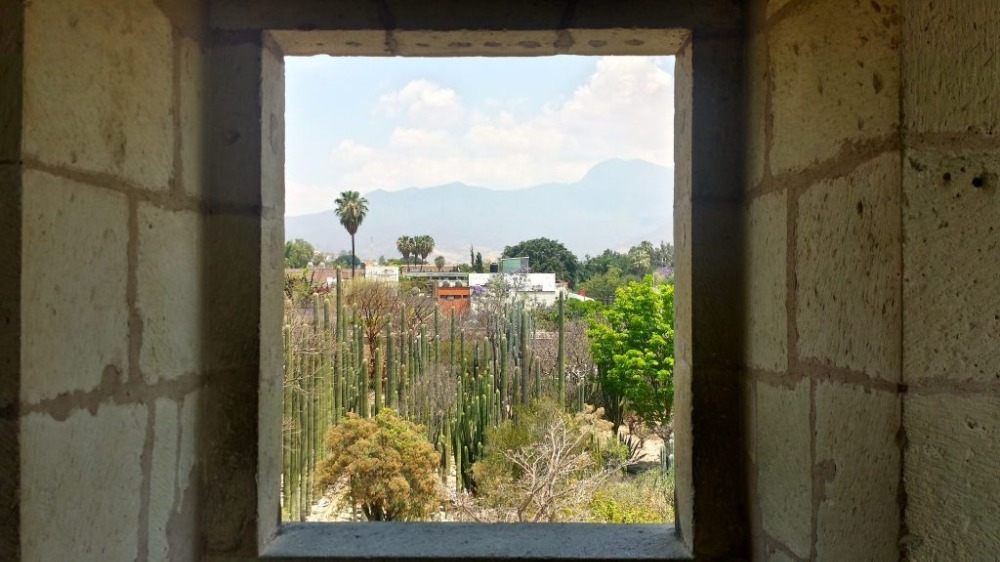 utsikt från fönstret till den etnobotaniska trädgården med kaktusar i oaxaca mexico