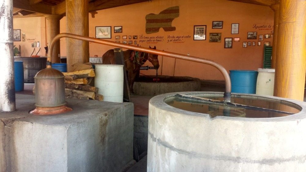 mezcal destilleri i en mexikansk by för traditionell blå algavdryck