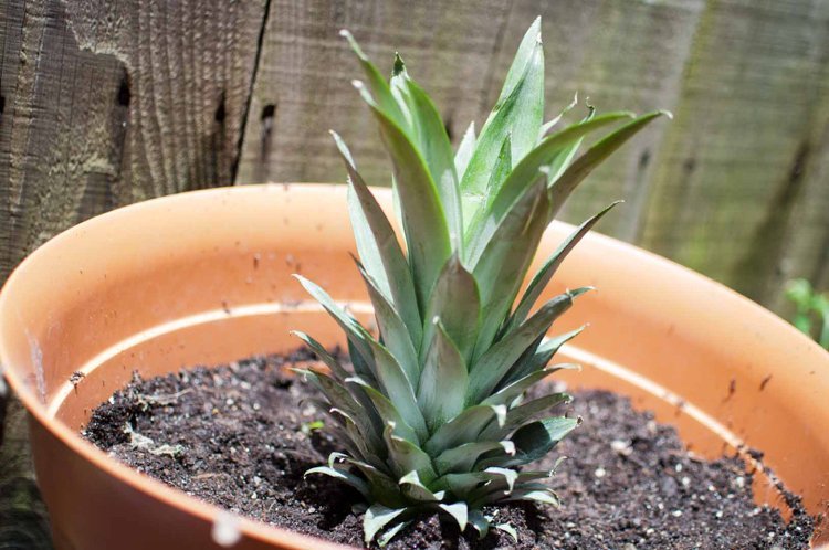 fruktträd-kruka-sorter-växt-ananas-hem-blomkruka-idé