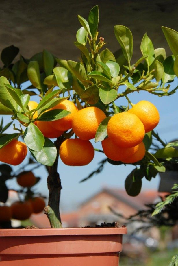 dvärg citrus träd krukor växt apelsin