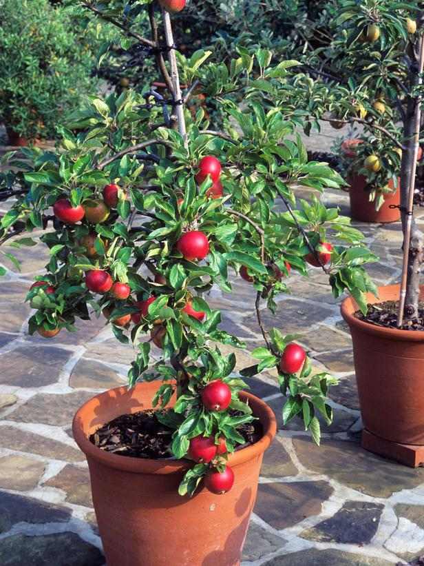 Plantera äpplen dvärgfruktträd i en kruka