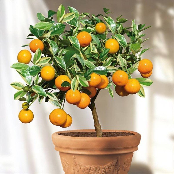 Odla citrusträd i en kruka odla kalamondinapelsin