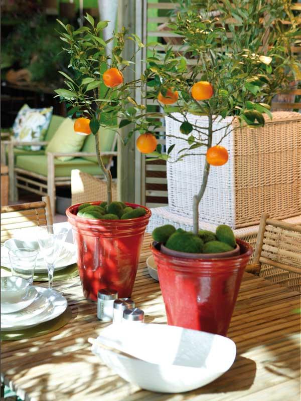 calamondino apelsiner krukväxter mosjord