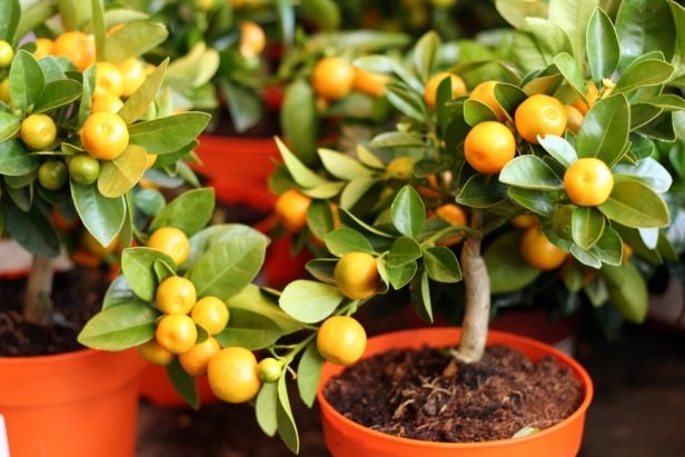 citrus träd kruka växa mandarin hus