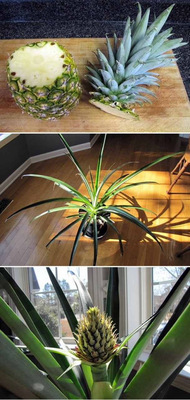 Odla ananas växa kruka