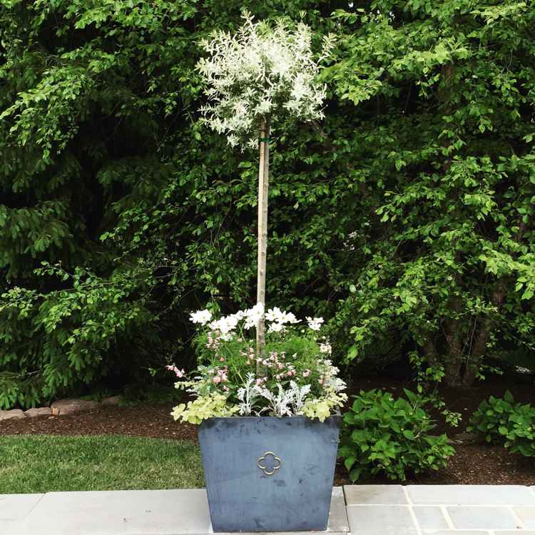 fruktträd-kruka-sorter-växt-träd-blommar-vit-trädgård