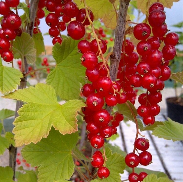 vinbär tips fruktträdgård vård i december blaetter fruechte