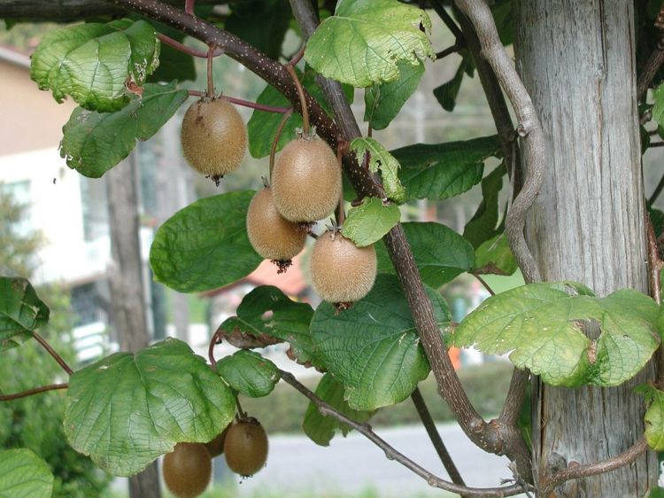 kiwi växt fruktträdgård vård i december frukt