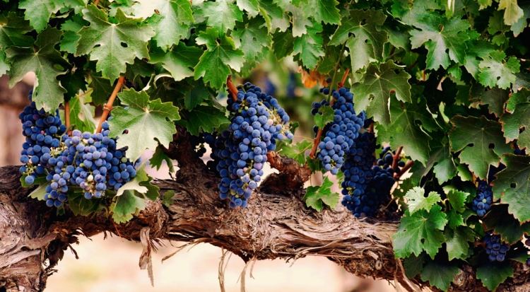 vinrankor druvor blå vård december blad