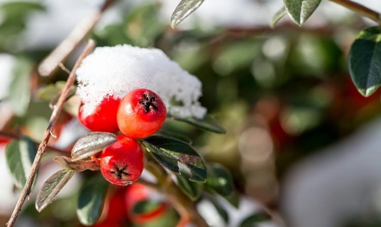 snö ros höft röd trädgård frukt vård december
