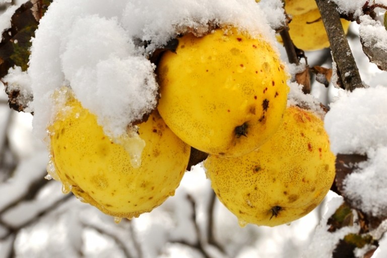 wild apple gul fruktträdgård vård i december snö