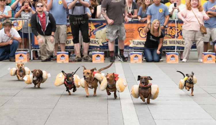 oktoberfest fira cincinnati tävling tävling hund tax tax som hot dog costume race