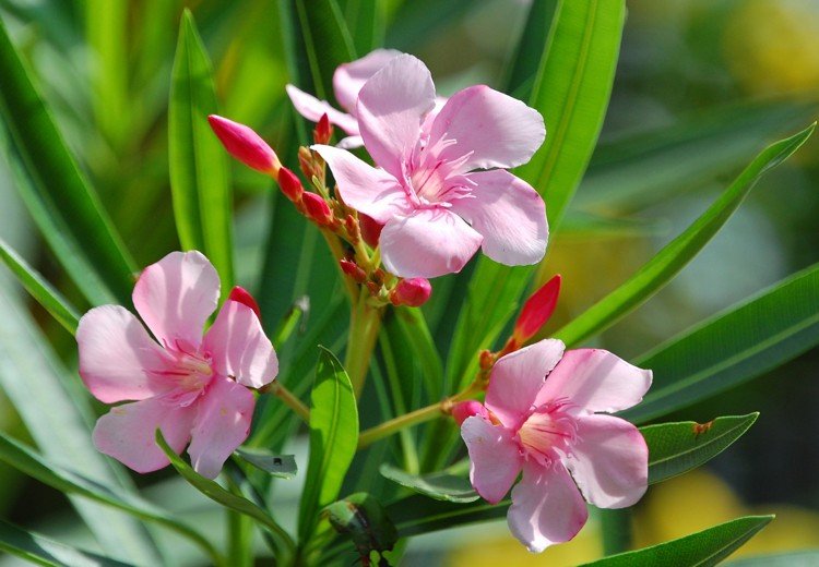 Oleander snittrosa blommor Instruktioner med bild