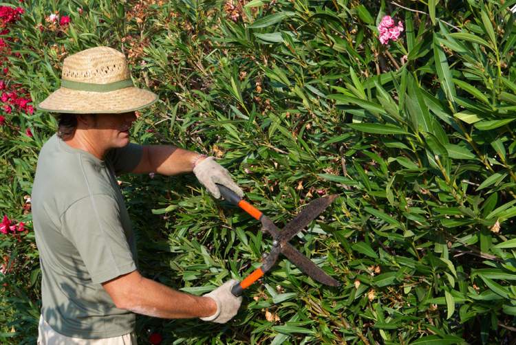 Oleander skärguide när tips hobby trädgårdsmästare