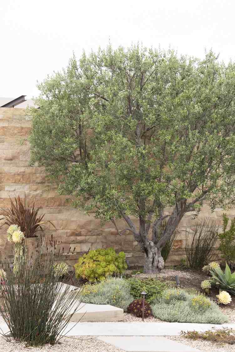 Olivträd övervintrar i trädgården Tips för vintern