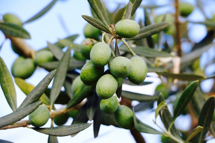 Lämna olivträdet på balkongen på vintern
