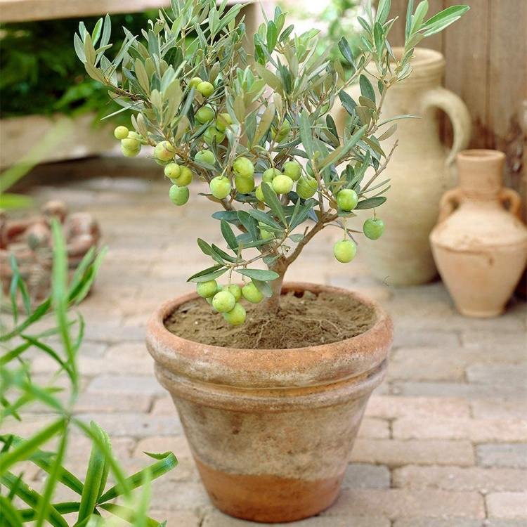 Vintera olivträdet som en behållarväxt i trädgården