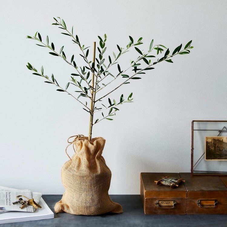 Olivträd som behållarväxt i vardagsrummet vilar från när och hur
