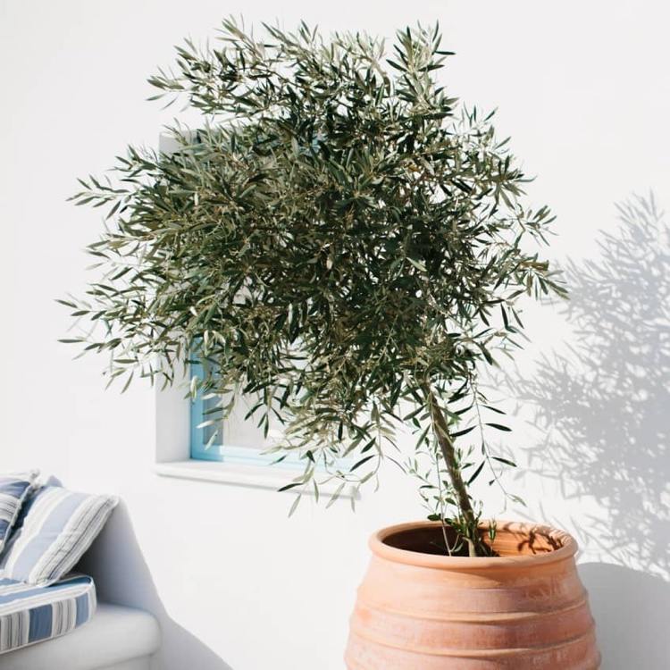 Winterizing olivträd i en hink Tips för vintern