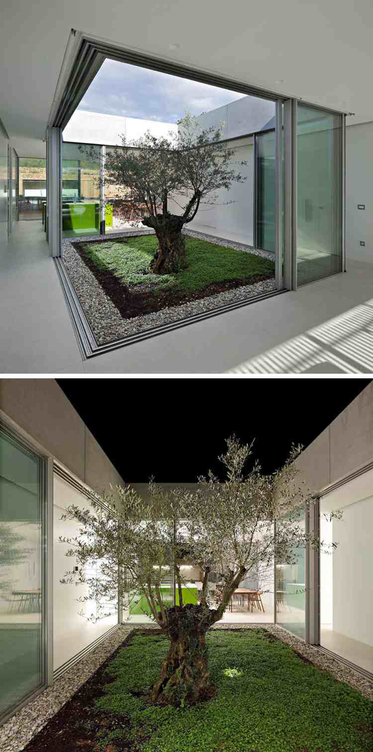 Olivträd i trädgården -moderna-villa-golv-till-tak-fönster-altandörrar