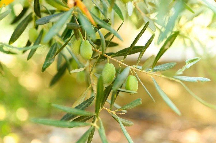 Gröna oliver som växer på en trädgren kan användas som ett extrakt av olivblad för att bekämpa hälsoproblem