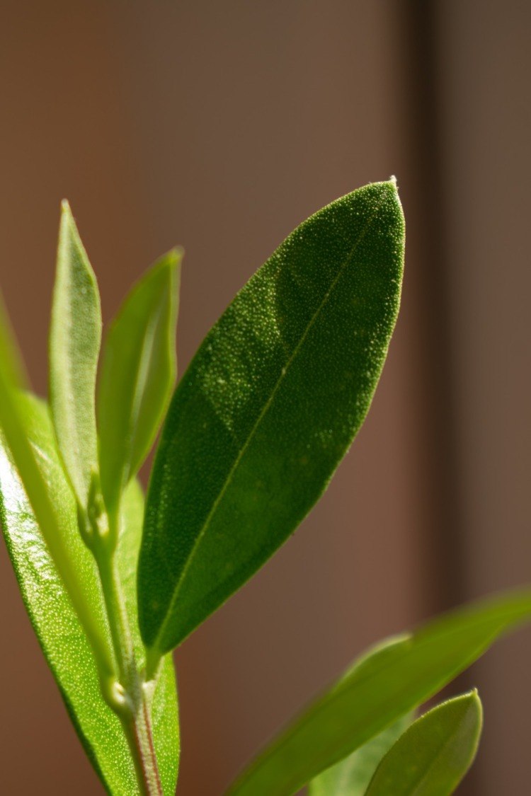 ljusbestrålat olivblad i tidigt tillväxtstadium