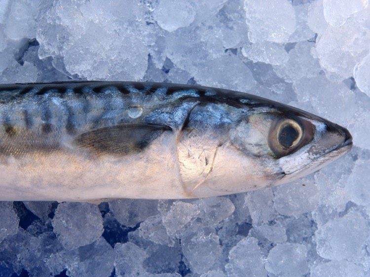omega-3-fettsyra-mat-mat-fisk-makrill