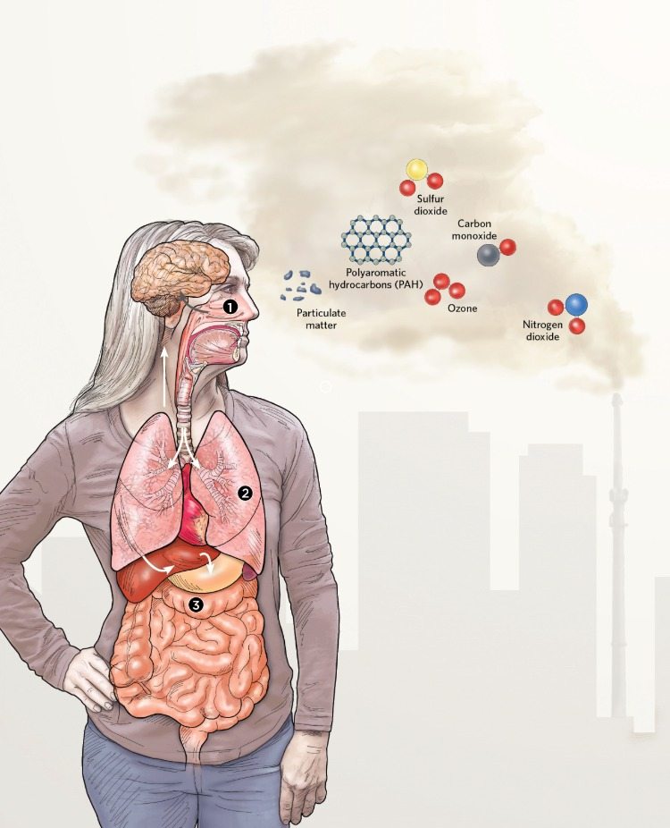 illustration av effekterna av luftföroreningar på hjärnans omega 3 -livsmedel