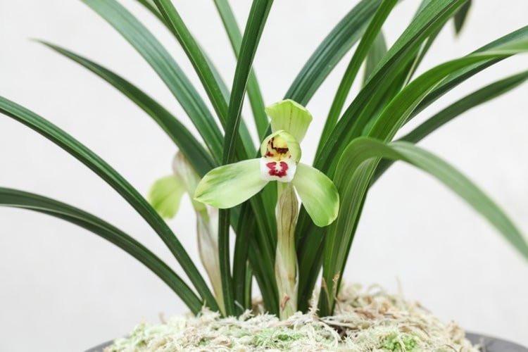 Få en orkidé att blomma med dessa knep och rätt vård