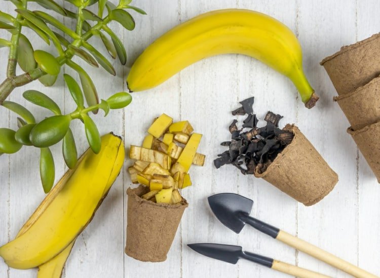 Banan som gödningsmedel i underlaget vid ompottning och för bladen