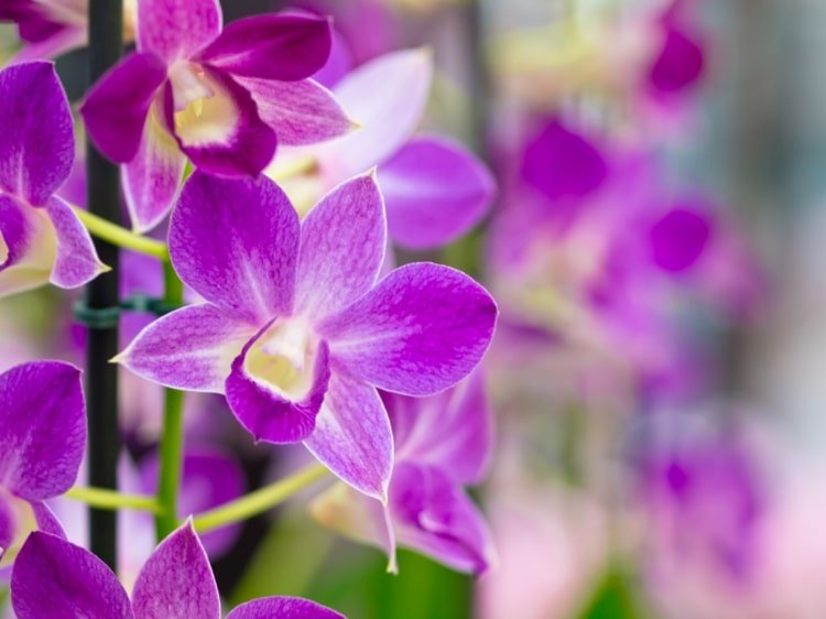 Phalaenopsis, Vanda och andra sorter stimulerar blomningen efter en viloperiod
