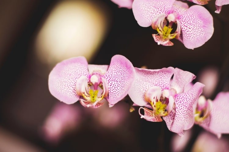 Få en orkidé att blomma - huskurer och tips för blomning