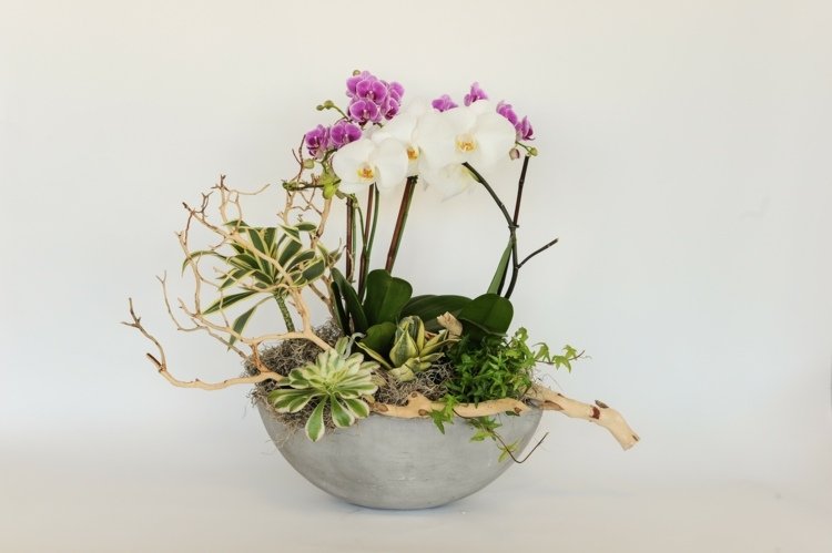 orkidéer dekorationer och arrangemang exotisk skål drivved saftig
